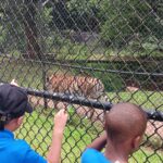 Students observe a tiger at Noah's Ark Animal Santuary; Camp Canopy 2024